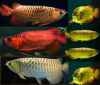 We-have-available-and-supply-quality-arowana-fishes-like-Asian-red-RTG-super-red-chili-red-Gold