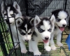 -Quality-Siberian-Husky-Puppies-Akc-ofa-cerf-