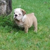 male-and-female-English-Bulldog-puppies-