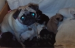 Kc-Reg-Black-and-fawn-Pug-puppies-Ready-To-Go-